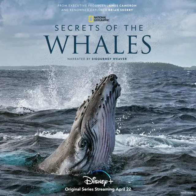 مستند اسرار نهنگ ها (Secrets of the Whales) پوستر