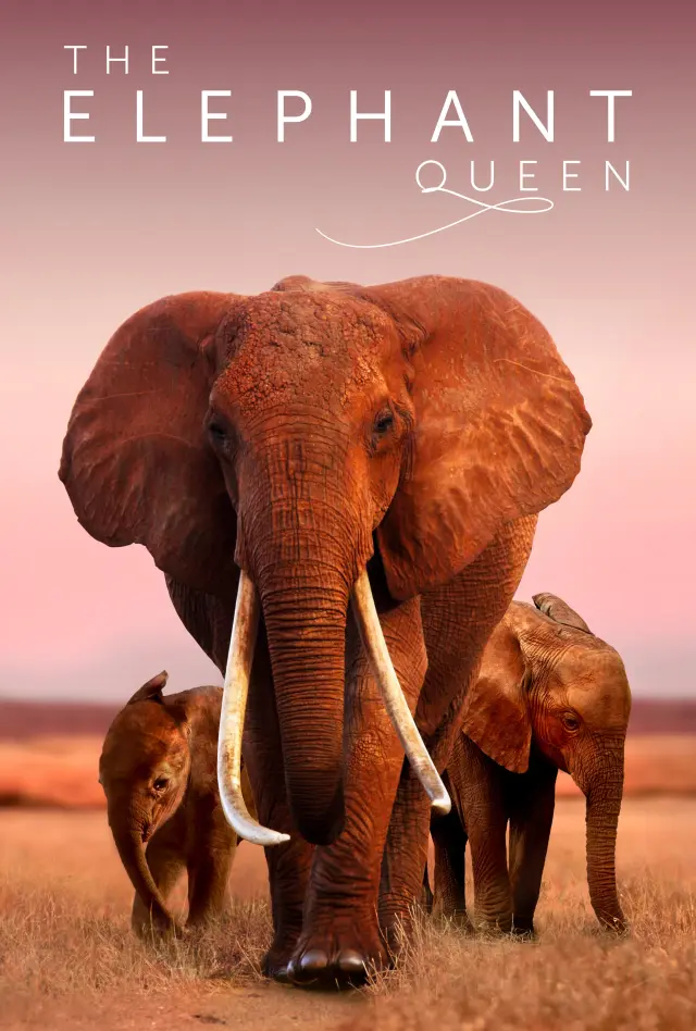 مستند ملکه فیل (The Elephant Queen) پوستر