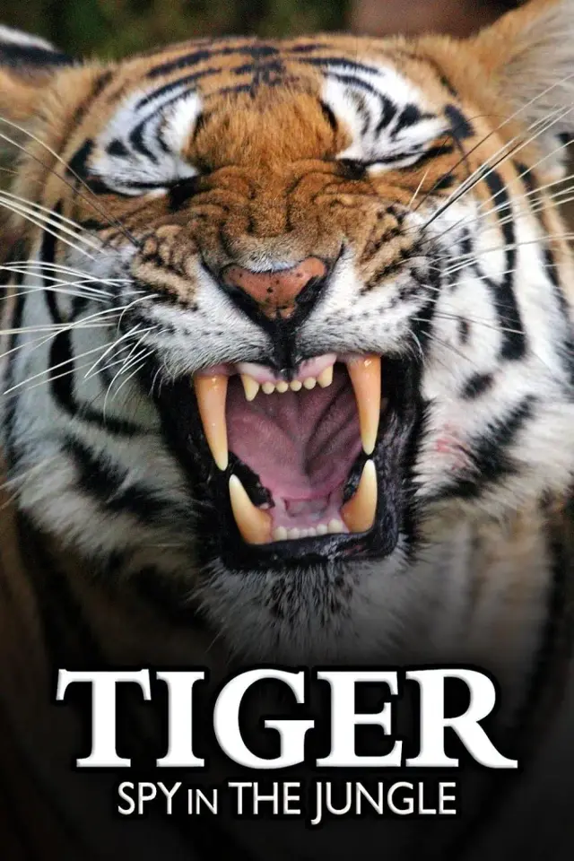 مستند ببر: جاسوس در جنگل (Tiger: Spy in the Jungle) پوستر
