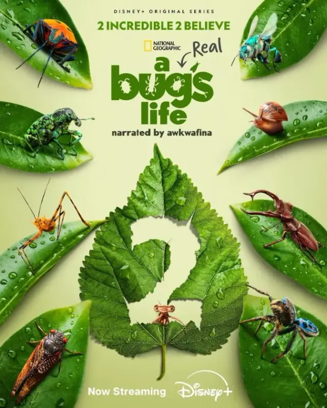 مستند زندگی واقعی یک حشره (A Real Bug's Life) پوستر