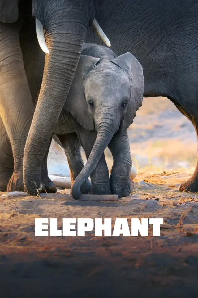 مستند فیل (Elephant) پوستر