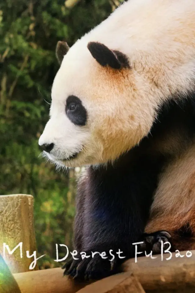 مستند عزیزترین فو بائو (My Dearest Fu Bao) پوستر